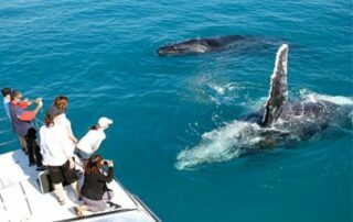 Ultimate Whale Watching Maui