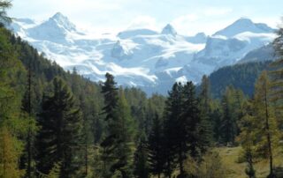 Scenic view of Roseg Glacier with snow-covered peaks and lush green pine forest in the foreground