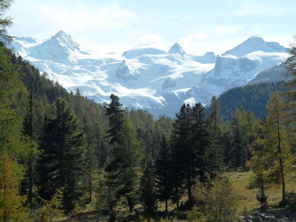 Scenic view of Roseg Glacier with snow-covered peaks and lush green pine forest in the foreground