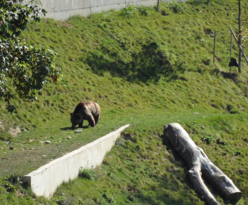 Bear walking in the grass at the Bear Pits of Bern.