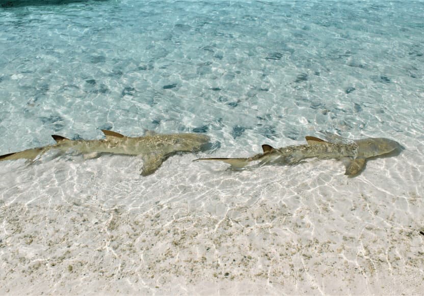 Lemon sharks swimming in clear waters at The Brando.