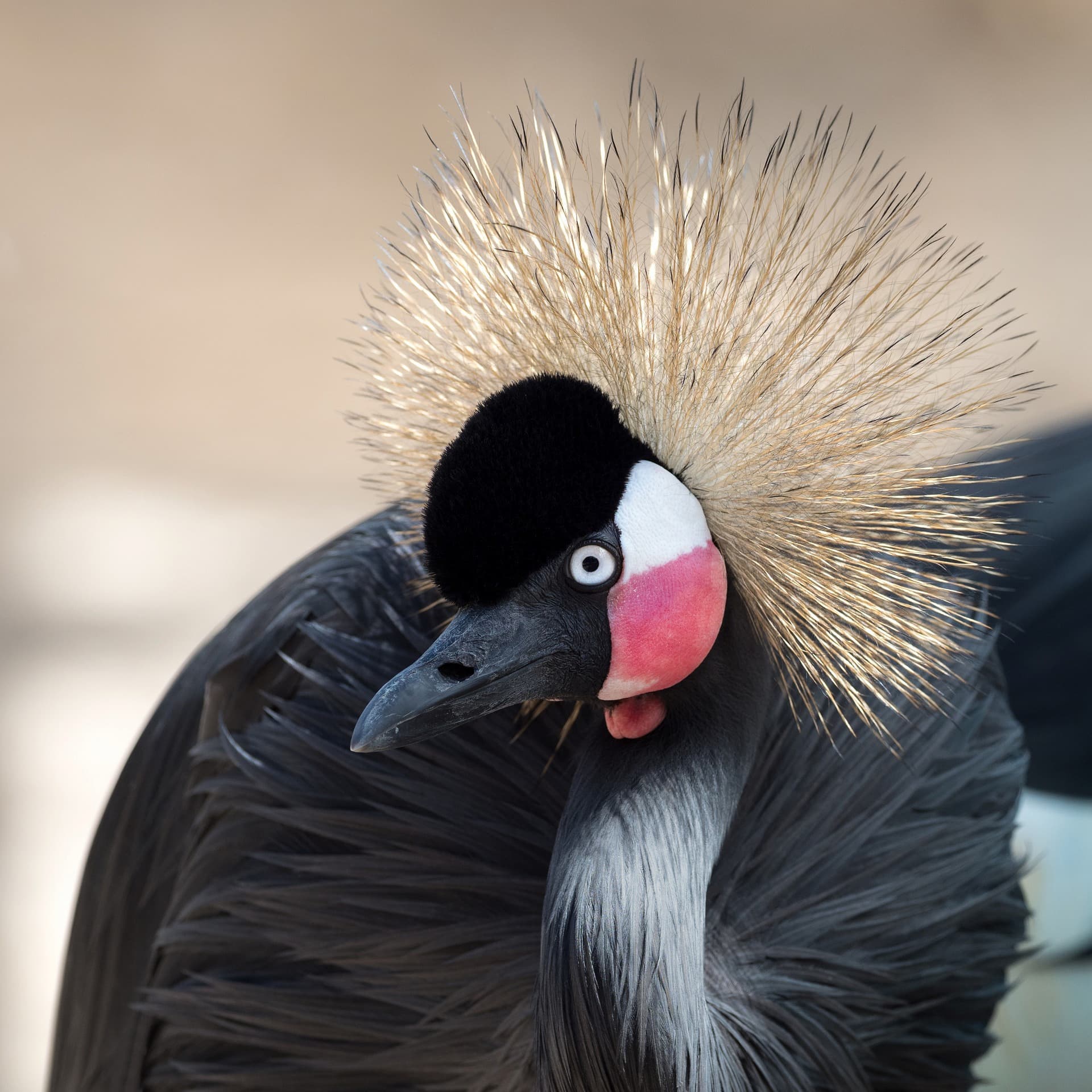 African grey crowned crane, an exotic bird