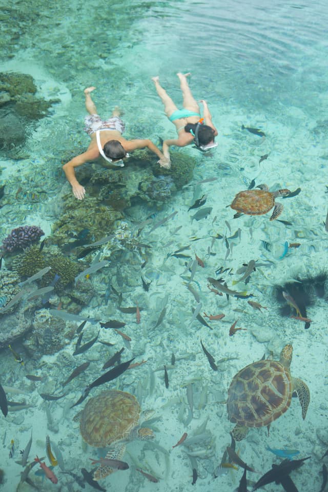 Couple snorkeling in crystal clear water surrounded by turtles, tropical fish, and live coral in Tahiti.