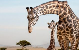 Mother giraffe and baby giraffe standing together on an African safari