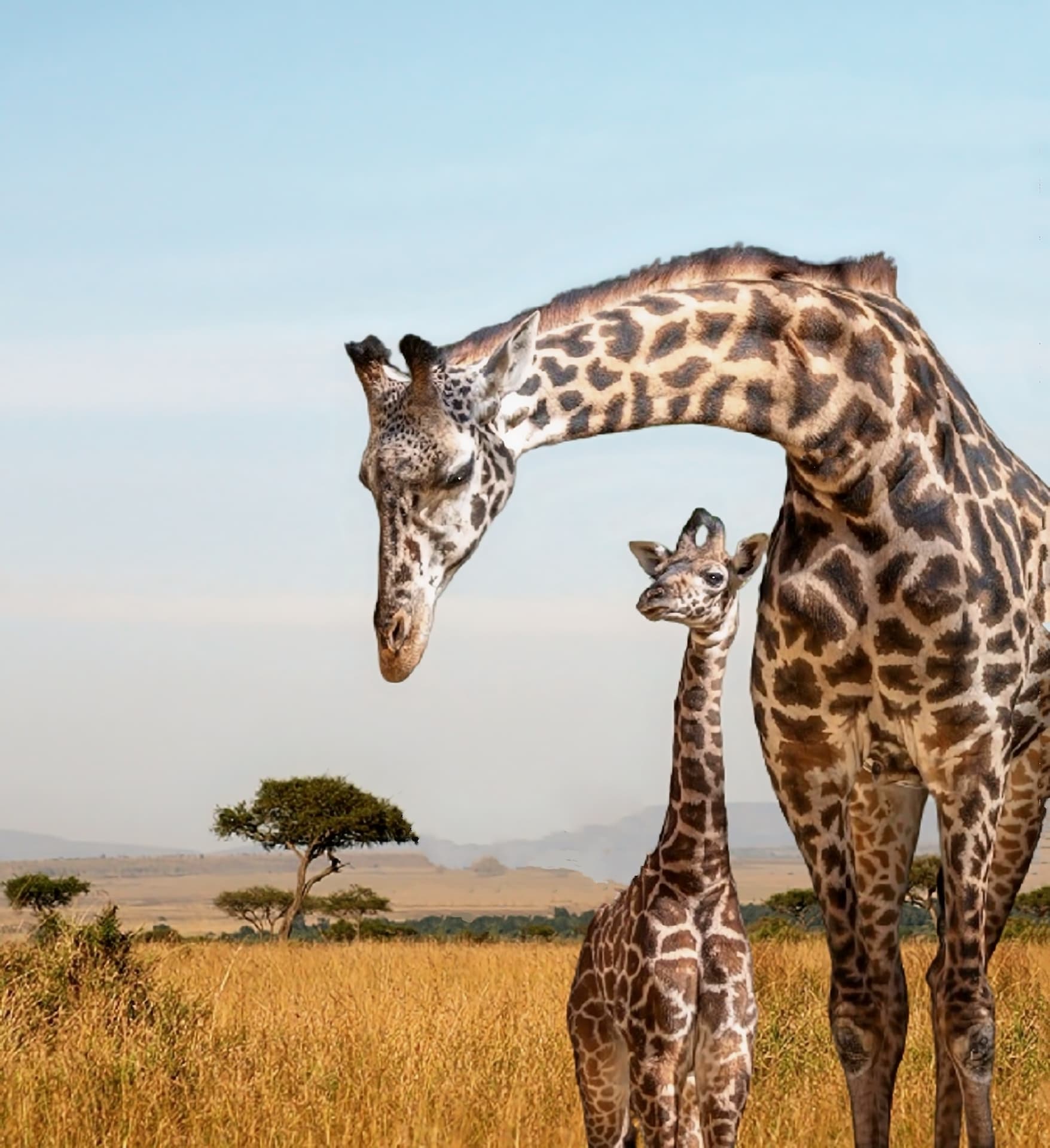 Mother giraffe and baby giraffe standing together on an African safari
