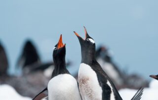 Adele penguins squawking on their nest during an Antarctica luxury journey.