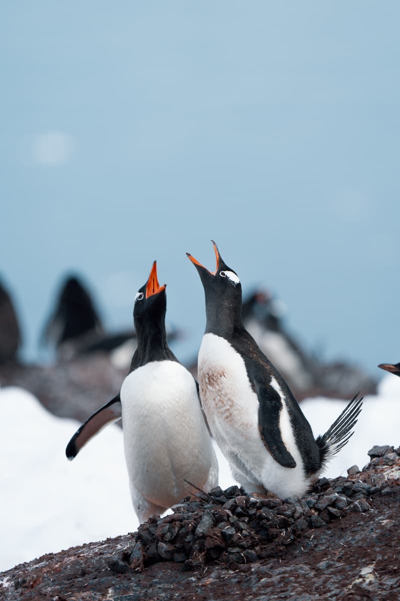 Adele penguins squawking on their nest during an Antarctica luxury journey.