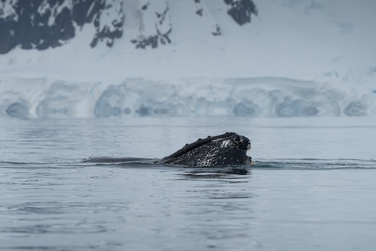 Humpback whale surfacing near Ponant Le Boréal ship during an Antarctica luxury journey.