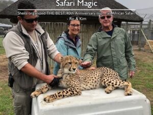 A couple petting a cheetah at an animal rescue in Africa during their 40th anniversary African safari, organized by Sheila Cannon.