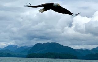 A bald eagle soars over the Inside Passage near Hubbard Glacier during the Alaska cruise adventure.