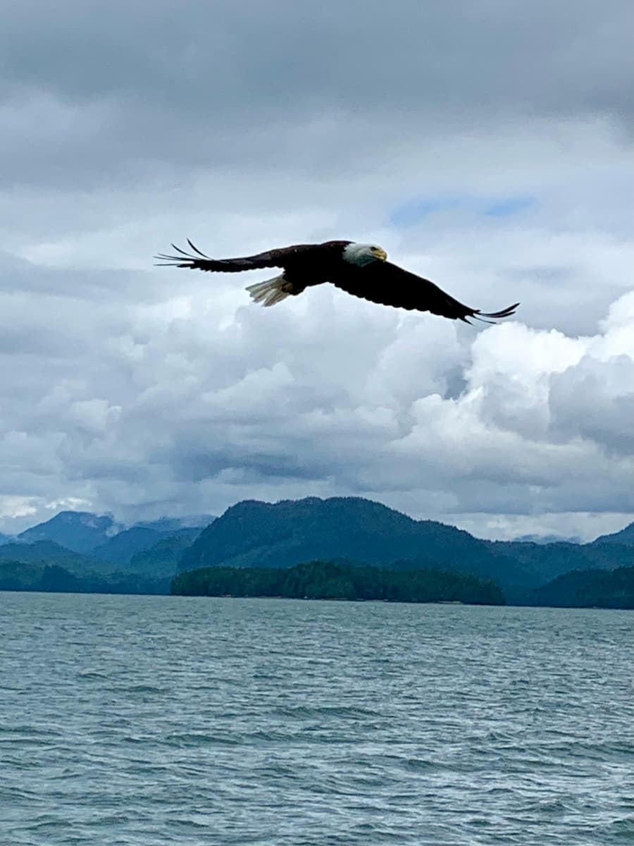 A bald eagle soars over the Inside Passage near Hubbard Glacier during the Alaska cruise adventure.