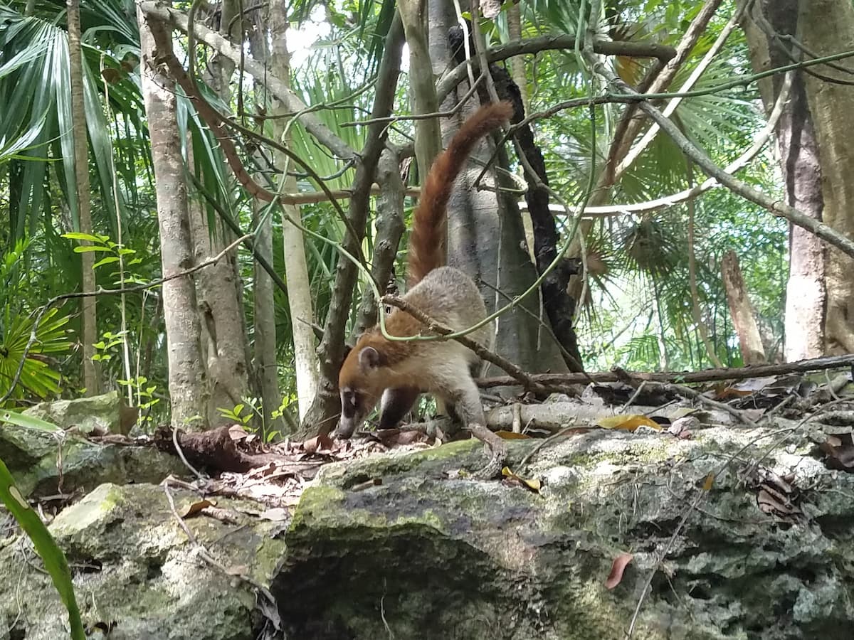 Coati spotted in Xcaret Park, taken from the river during our exploration.